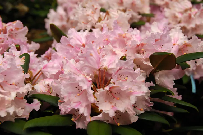 Photo of R. 'Arnhild Poedtke', Rhododendron Hybrid