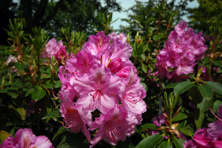 Photo of R. 'Aristide Briand', Rhododendron Hybrid