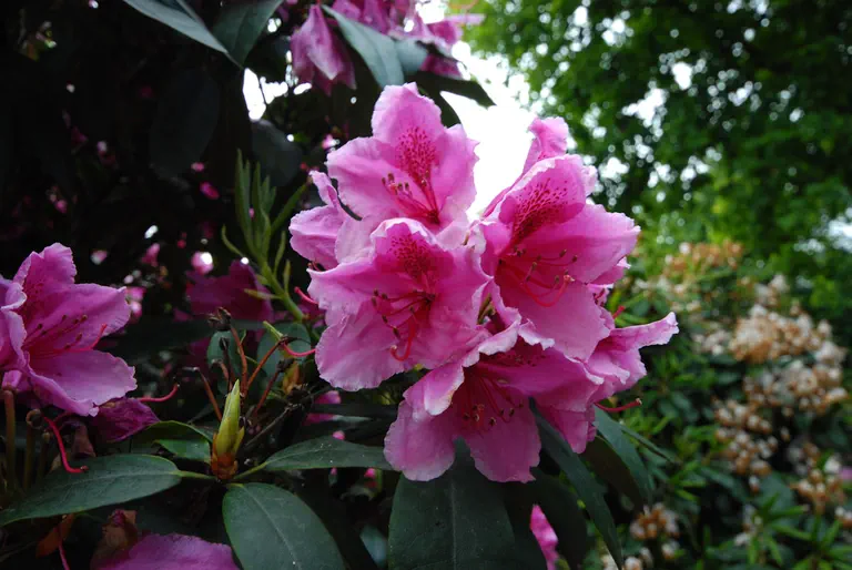 Photo of R. 'Bilderdijk', Rhododendron Hybrid