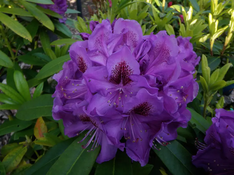 Photo of R. 'Blue Lagoon', Rhododendron Hybrid