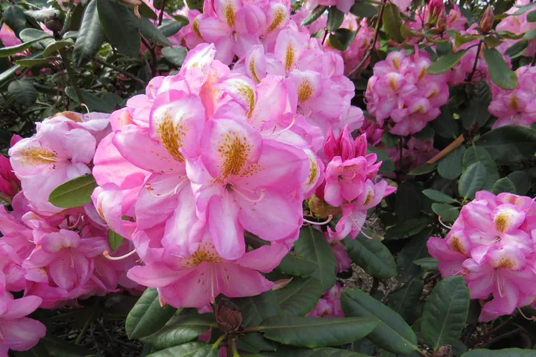 Photo of R. 'Arkadius', Rhododendron Hybrid