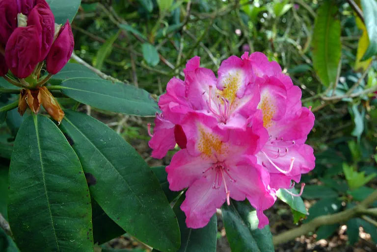 Photo of R. 'Charles Noble', Rhododendron Hybrid