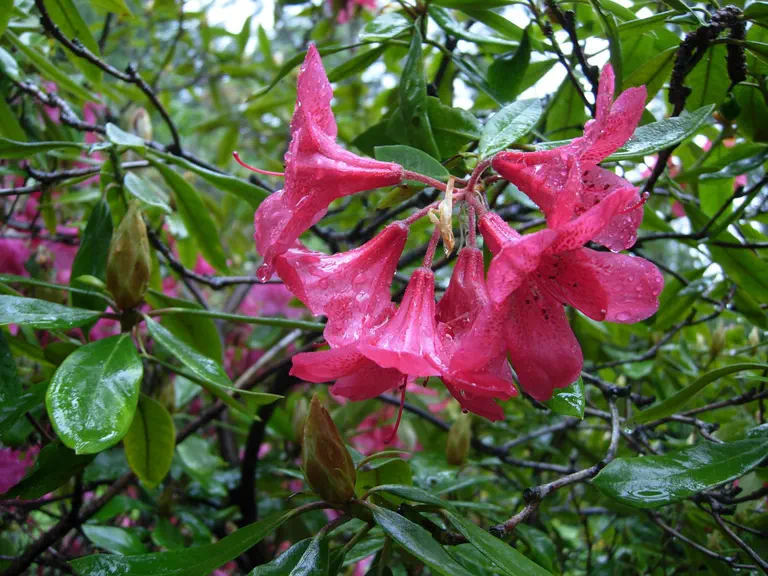 Photo of R. 'Cavalier', Rhododendron Hybrid