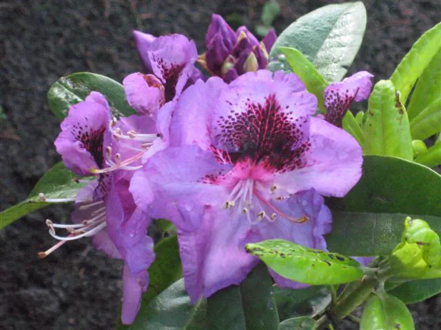 Photo of R. 'Ammerland', Rhododendron Hybrid