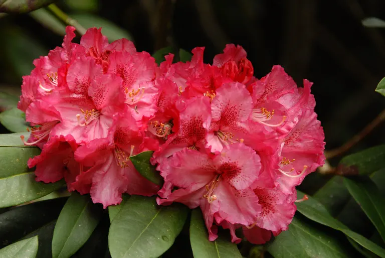 Photo of R. 'Bolero', Rhododendron Hybrid