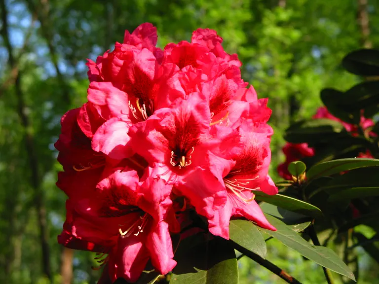 Photo of R. 'Aronimink', Rhododendron Hybrid