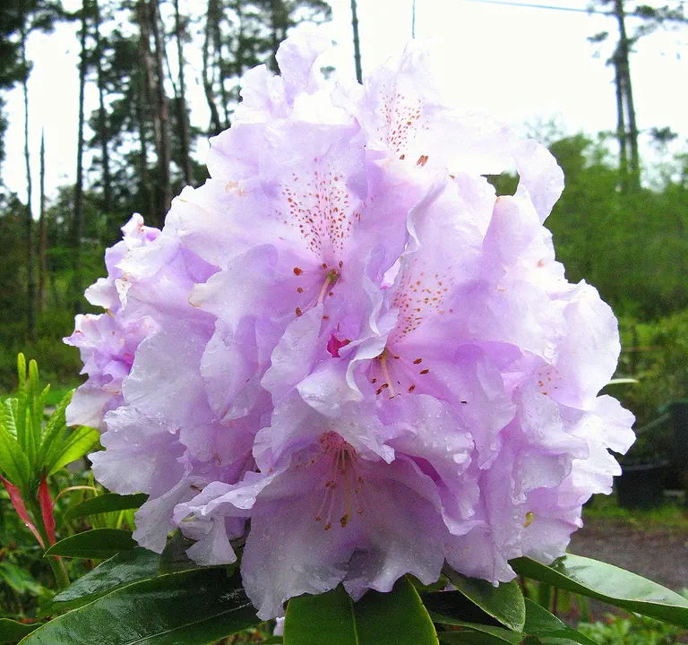 Photo of R. 'Blue River', Rhododendron Hybrid
