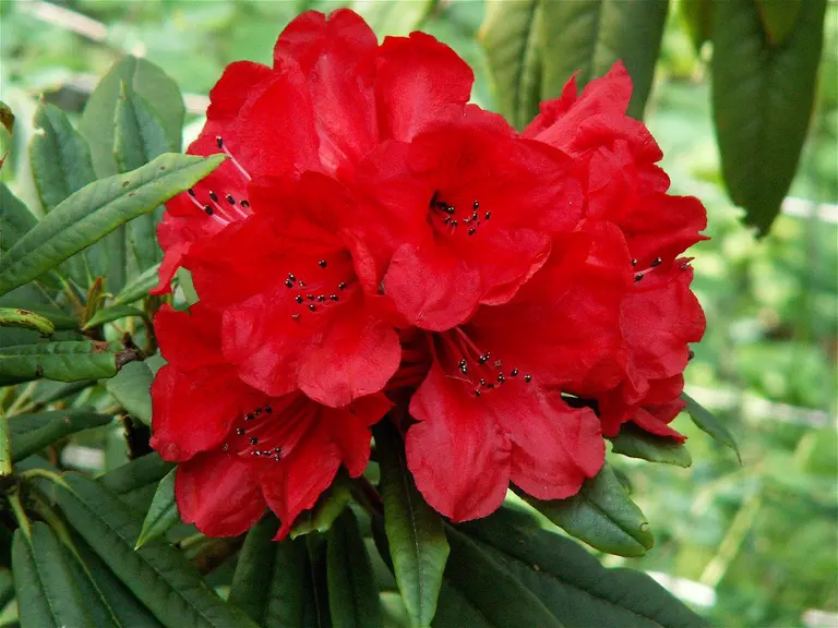 Photo of R. 'Glowing Embers', Rhododendron Hybrid