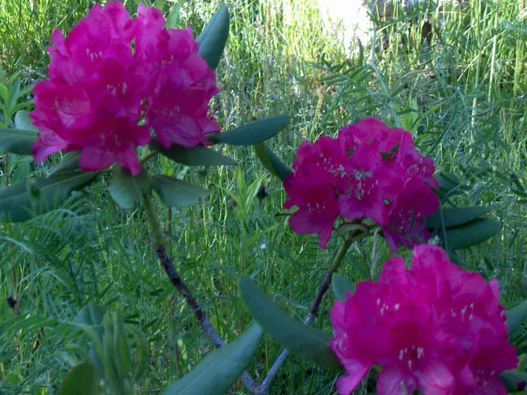 Photo of R. 'Argentina', Rhododendron Hybrid