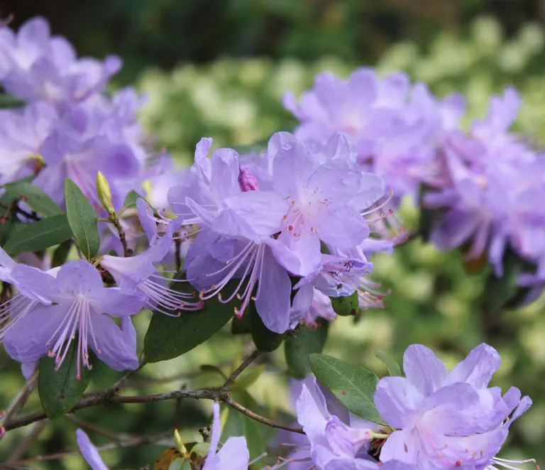 Photo of R. 'Bluenose', Rhododendron Hybrid