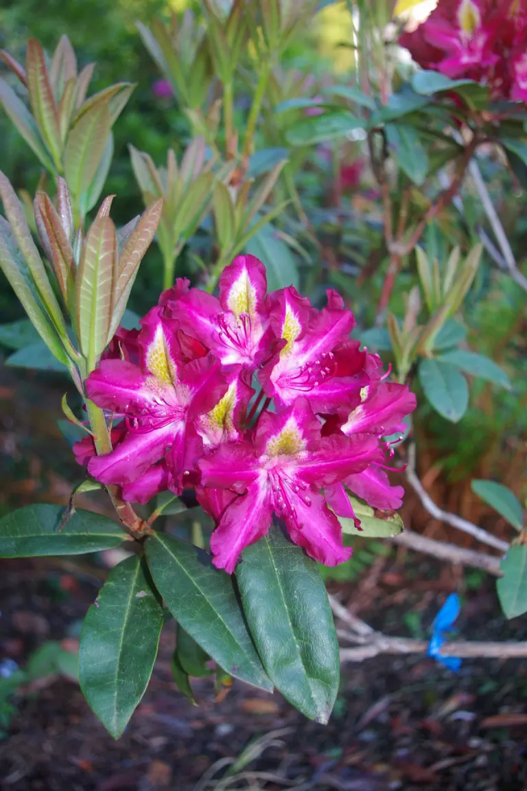 Photo of R. 'Starburst', Rhododendron Hybrid