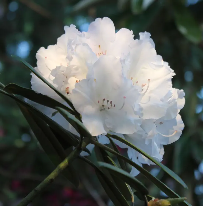 Photo of R. 'Albula', Rhododendron Hybrid