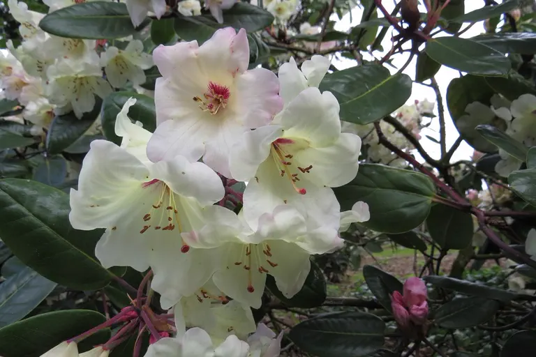 Photo of R. 'Blueshine Girl', Rhododendron Hybrid
