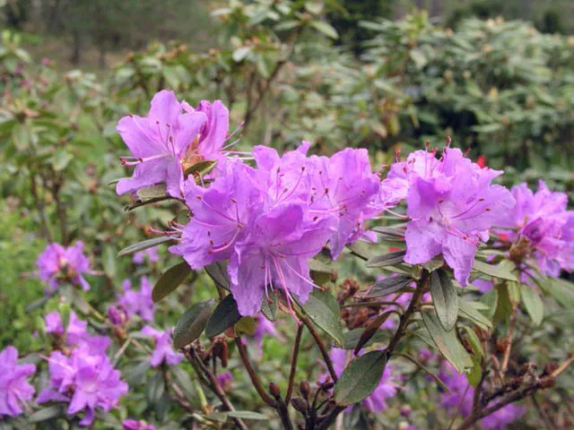Photo of R. 'Blumiria', Rhododendron Hybrid