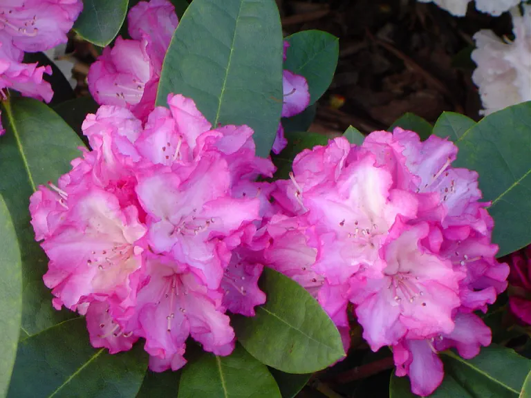 Photo of R. 'Blurettia', Rhododendron Hybrid
