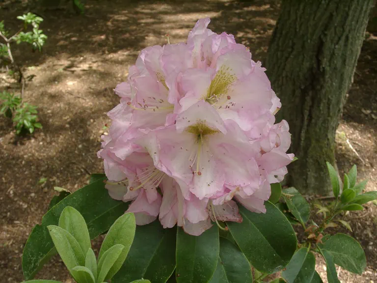 Photo of R. 'Alice Poore', Rhododendron Hybrid