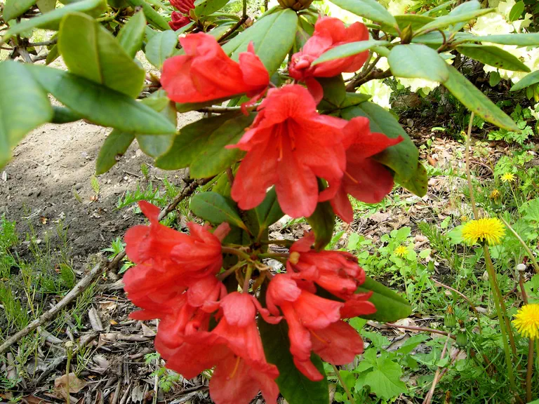 Photo of R. 'Jo Ann Newsome', Rhododendron Hybrid