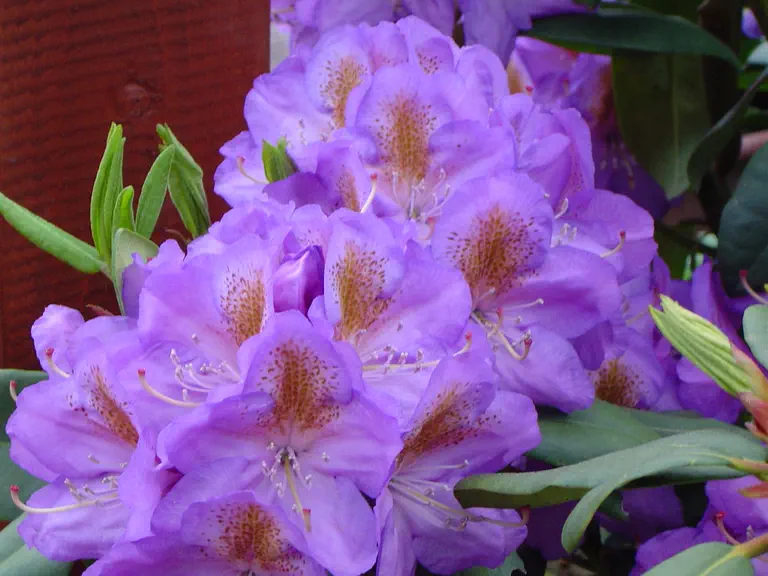 Photo of R. 'Blutopia', Rhododendron Hybrid