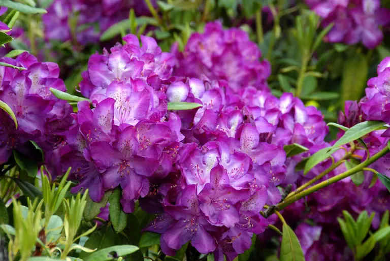 Photo of R. 'G.B. Simpson', Rhododendron Hybrid