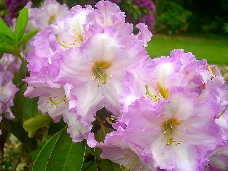 Photo of R. 'Gilbert Myers', Rhododendron Hybrid