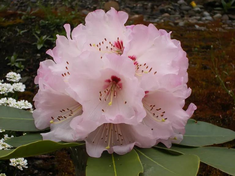 Photo of R. 'Jack Morgan', Rhododendron Hybrid