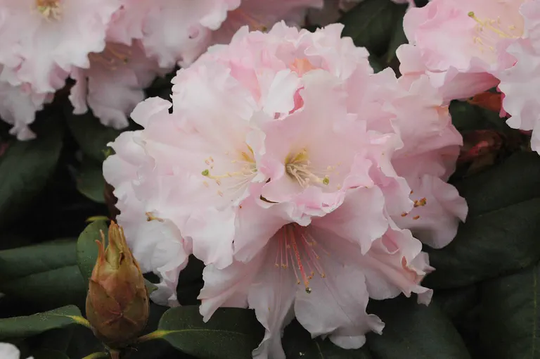 Photo of R. 'Spring Fragrance', Rhododendron Hybrid