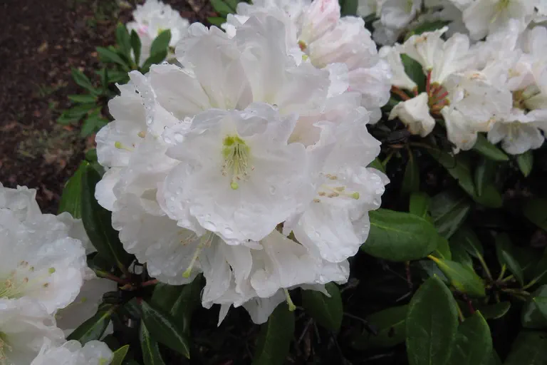 Photo of R. 'Bob Bovee', Rhododendron Hybrid