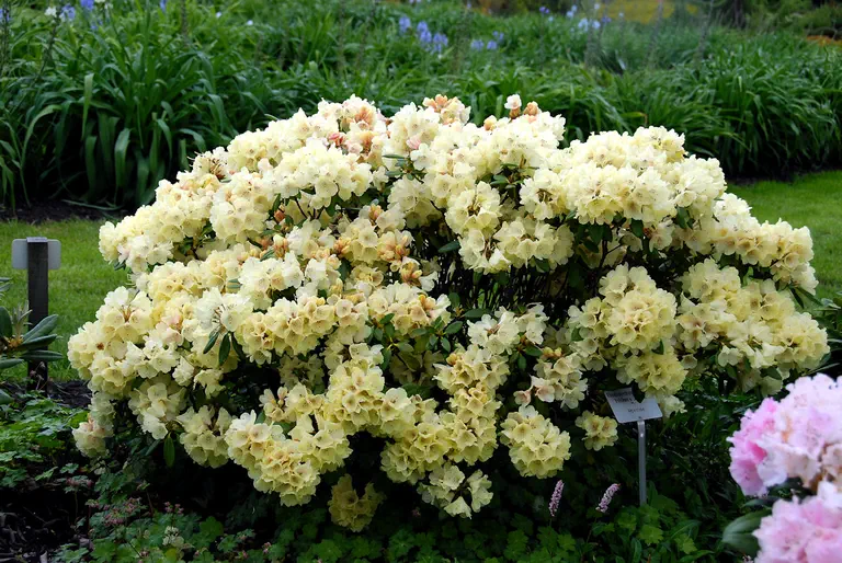 Photo of R. 'Bohlken's Juditha', Rhododendron Hybrid