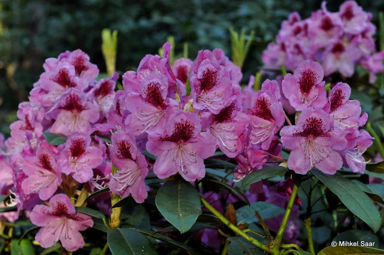 Photo of R. 'Böhljes Sämling', Rhododendron Hybrid