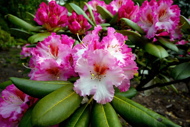 Photo of R. 'Bohlken's Kronjuwel', Rhododendron Hybrid