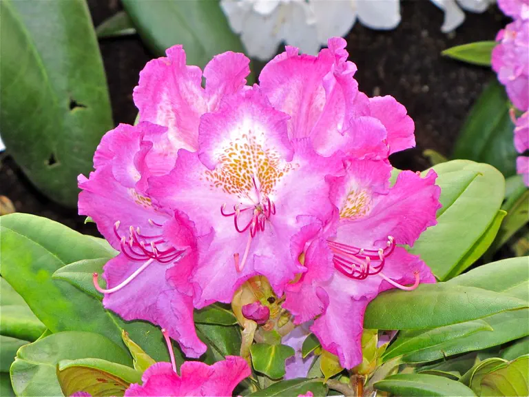 Photo of R. 'Bohlken's Lupinenberg', Rhododendron Hybrid