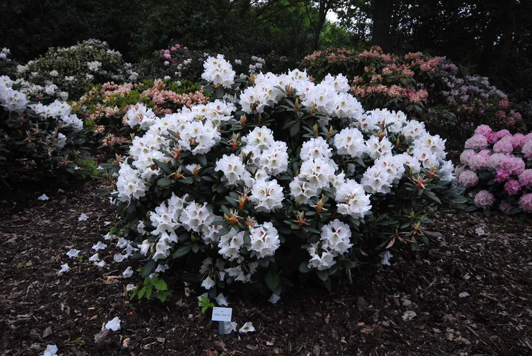 Photo of R. 'Bohlken's Snow Fire', Rhododendron Hybrid