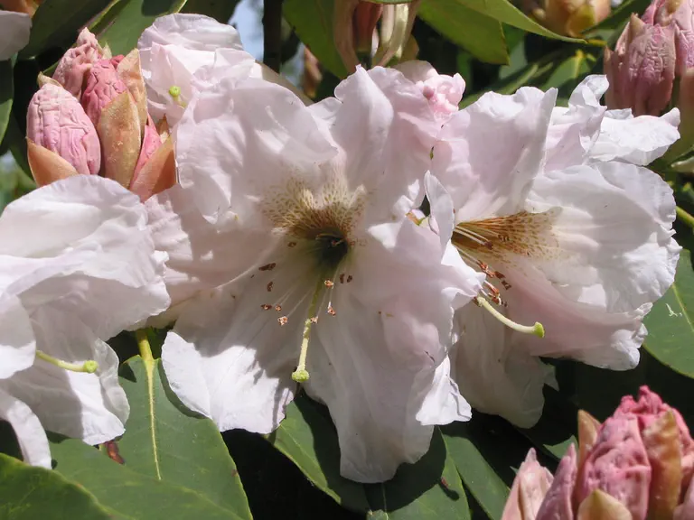 Photo of R. 'Bonito', Rhododendron Hybrid