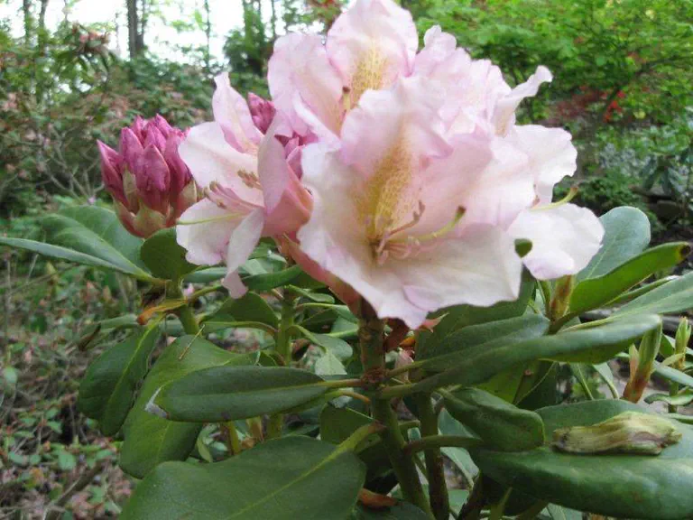 Photo of R. 'Victoria's Consort', Rhododendron Hybrid
