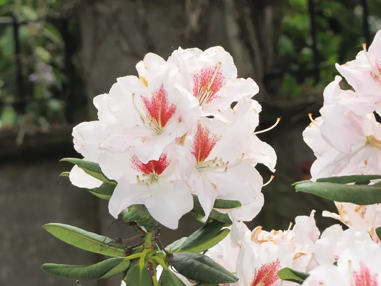 Photo of R. 'Viktor von Martin', Rhododendron Hybrid