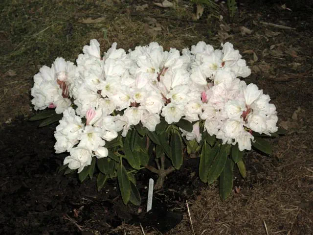 Photo of R. 'Vinebelle', Rhododendron Hybrid