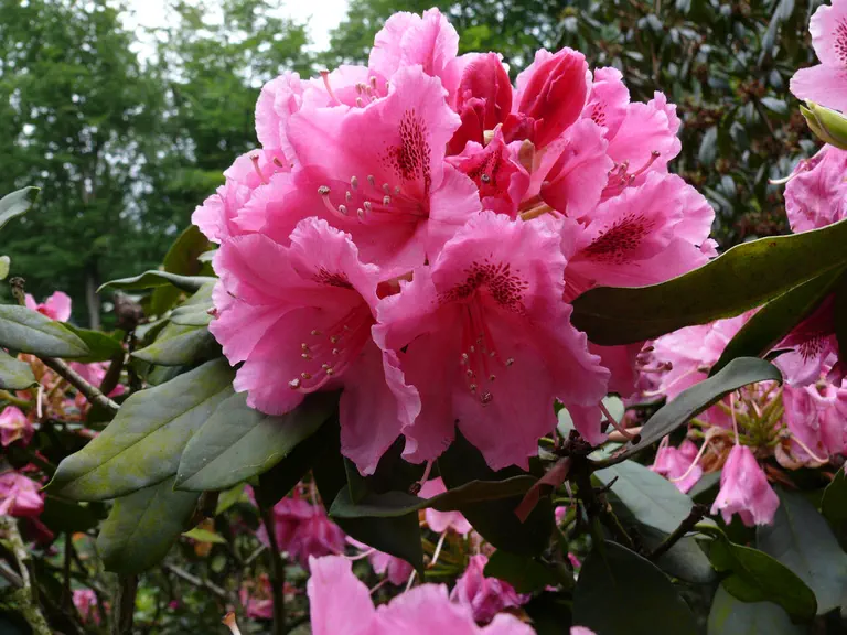 Photo of R. 'Boskoop Concorde', Rhododendron Hybrid