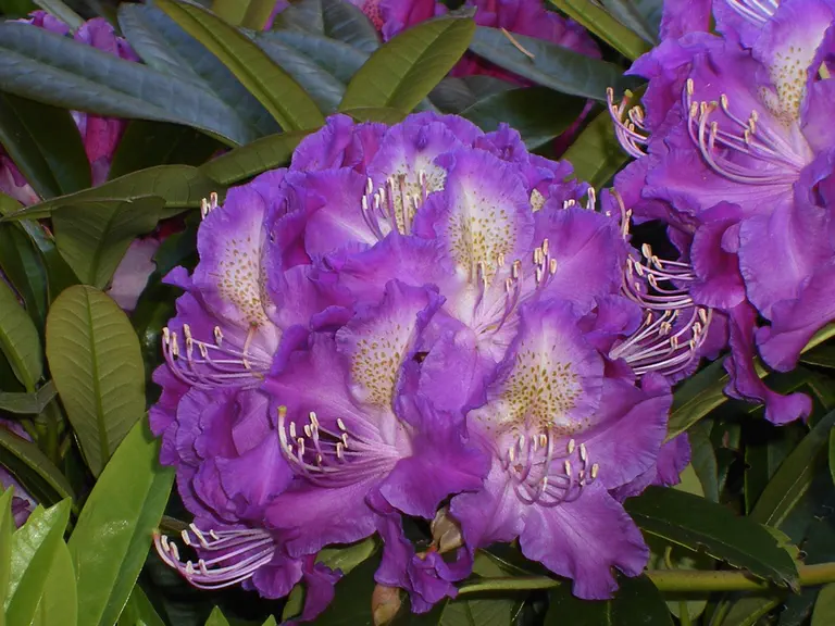 Photo of R. 'Violetta's Song', Rhododendron Hybrid