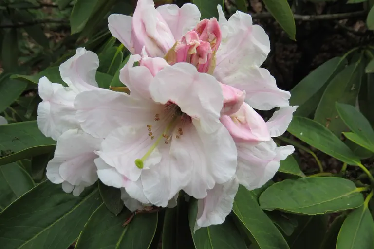 Photo of R. 'Bounty', Rhododendron Hybrid