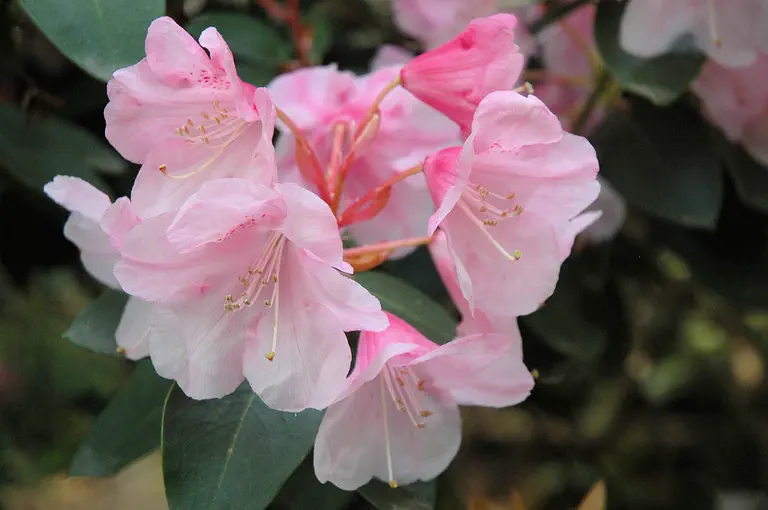 Photo of R. 'Bow Bells', Rhododendron Hybrid