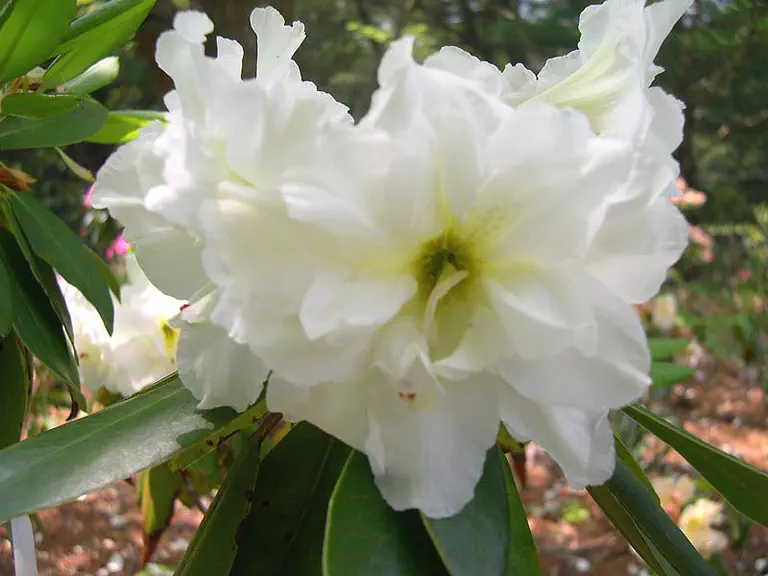 Photo of R. 'Whitestone', Rhododendron Hybrid