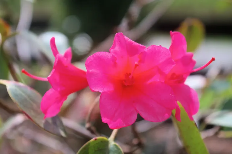 Photo of R. 'Vulcan's Bells', Rhododendron Hybrid