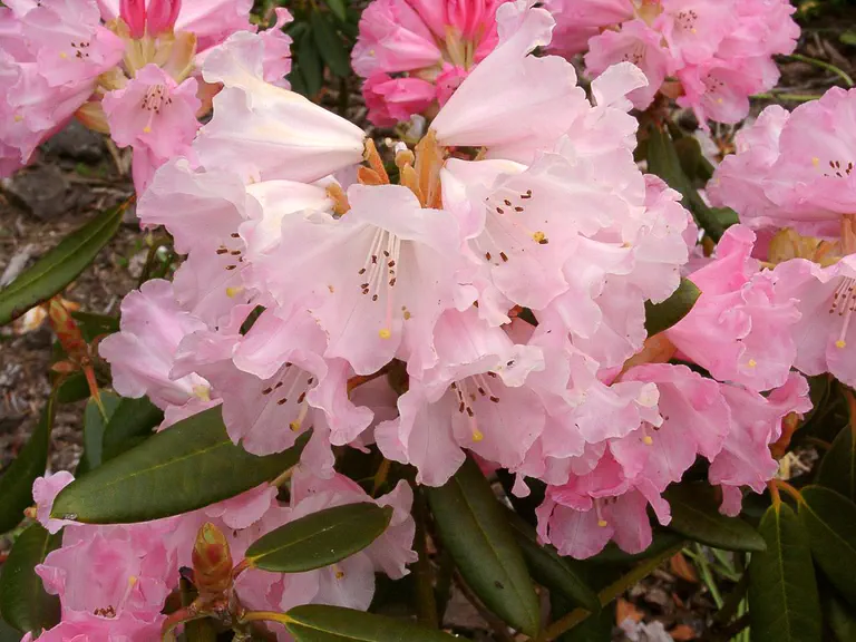Photo of R. 'Chiffon', Rhododendron Hybrid
