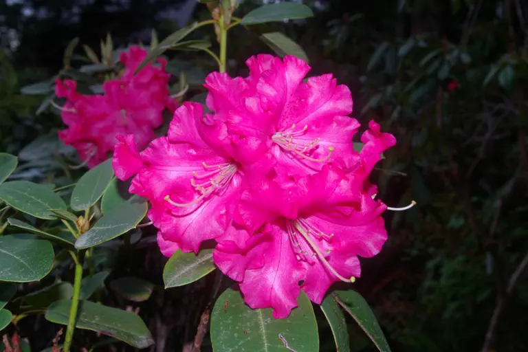 Photo of R. 'Bremen', Rhododendron Hybrid