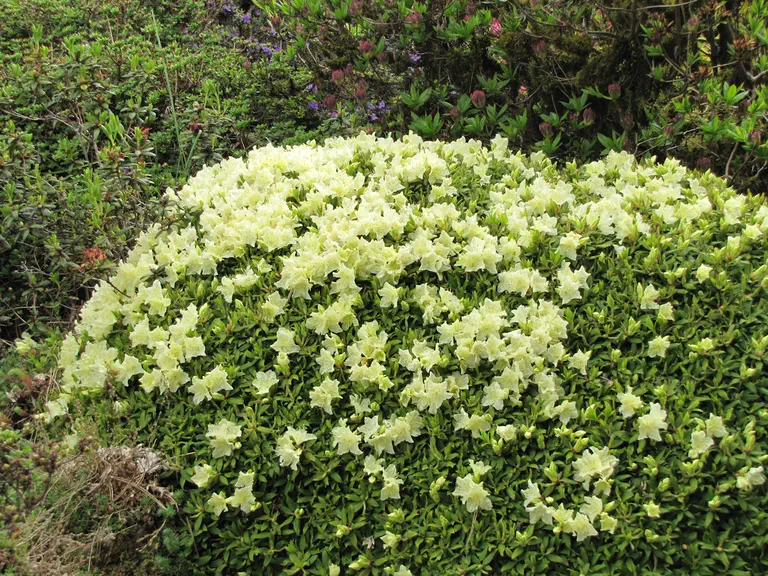 Photo of R. keiskei var ozawae 'Yaku Fairy', Rhododendron Species Selection