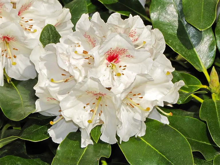 Photo of R. 'Breslau', Rhododendron Hybrid