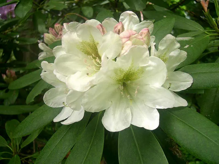Photo of R. 'Cloud Nine', Rhododendron Hybrid