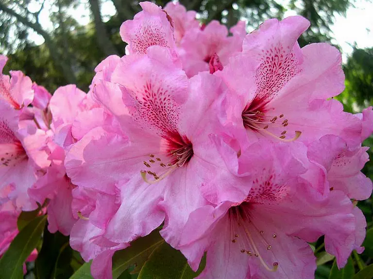 Photo of R. 'Pilkington Strawberry Parfait', Rhododendron Hybrid