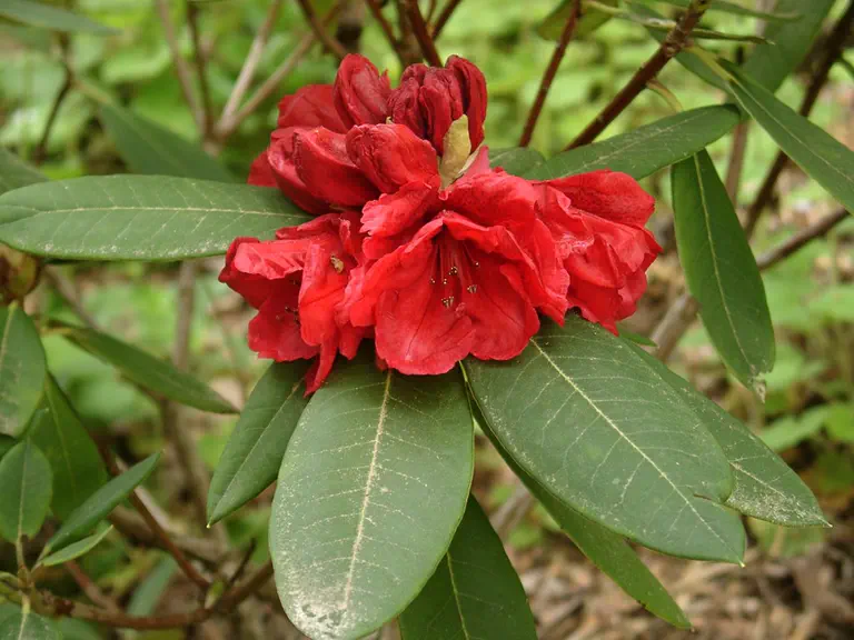 Photo of R. 'Brigadoon', Rhododendron Hybrid