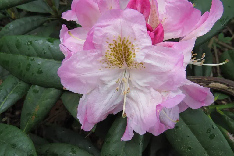 Photo of R. 'Brigitte', Rhododendron Hybrid
